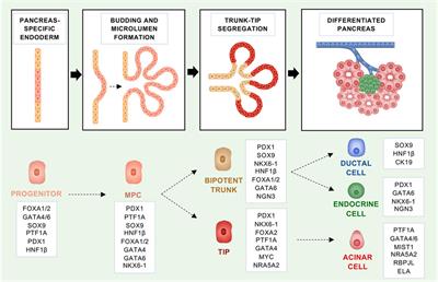 Cell Lineage <mark class="highlighted">Infidelity</mark> in PDAC Progression and Therapy Resistance